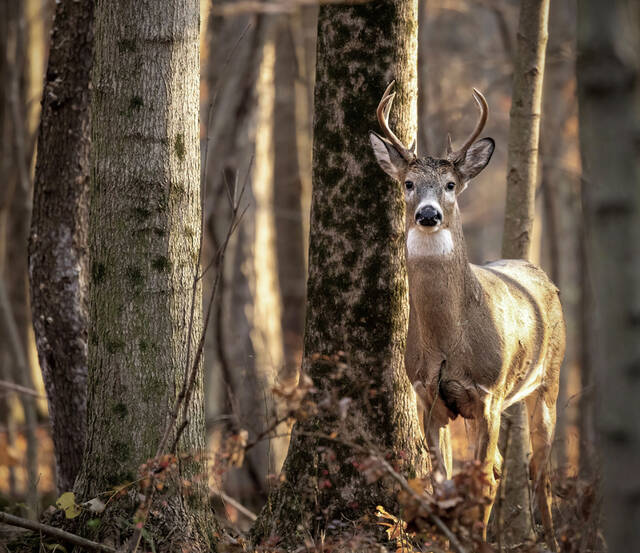 Ohio gun hunters have successful week of deer hunting The Ripley Bee