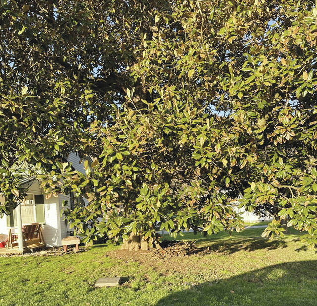 16 years a Tree City USA for Ripley The Ripley Bee