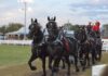 
			
				                                Back for this year’s Brown County Fair is the famous team of Whispery Pines Percheron Horses. Photo by Wade Linville
 
			
		